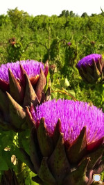 artichokes